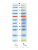 Xpert Prestained Protein Marker (10-240 Kda), 500 ul